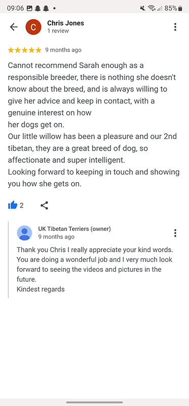 Tibetan Terriers